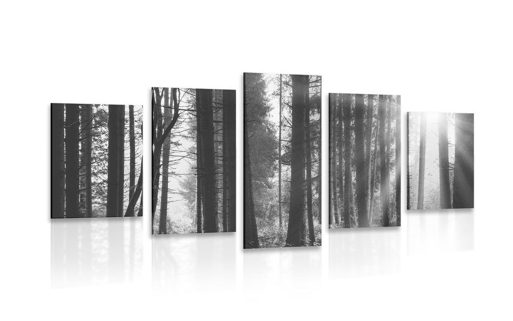 5-dielny obraz les zaliaty slnkom v čiernobielom prevedení