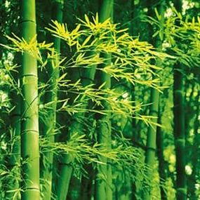 Bamboo - fototapeta FT670