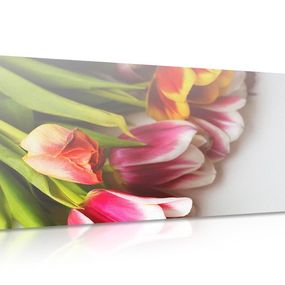 Obraz kytica farebných tulipánov