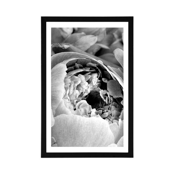 Plagát s paspartou čiernobiele lupienky kvetu - 30x45 silver