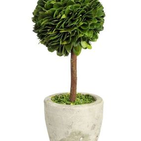 Buxus na kmienku v kvetináči - Ø10 * 24 cm