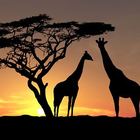 Fototapeta Afrika - Žirafy 3159 - latexová