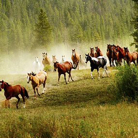 Tapeta Wild horses 29183 - vliesová