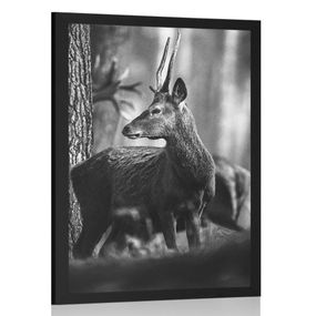 Plagát jeleň v borovicovom lese v čiernobielom prevedení