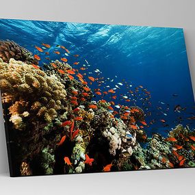 Obraz Koralový útes zs1130