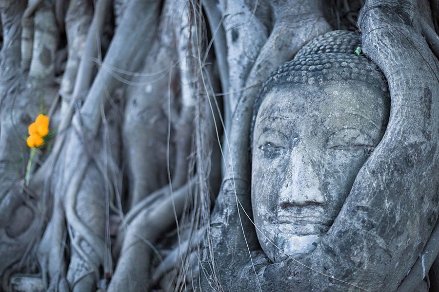 Fototapeta Budha v koreňoch stromu 3271 - latexová