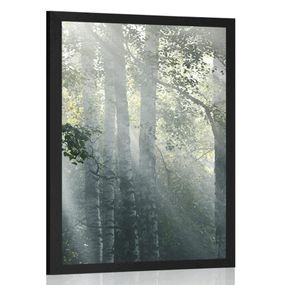 Plagát slnečné lúče v hmlistom lese - 40x60 black