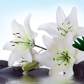 SPA obrazy  Biele kvety s kameňmi zs24377