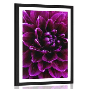 Plagát s paspartou purpurovo-fialový kvet - 60x90 black