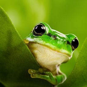 Fototapety zvieratá Zelená žabka 112 - samolepiaca