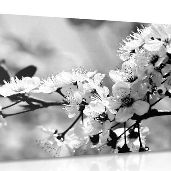 Obraz čerešňový kvet v čiernobielom prevedení