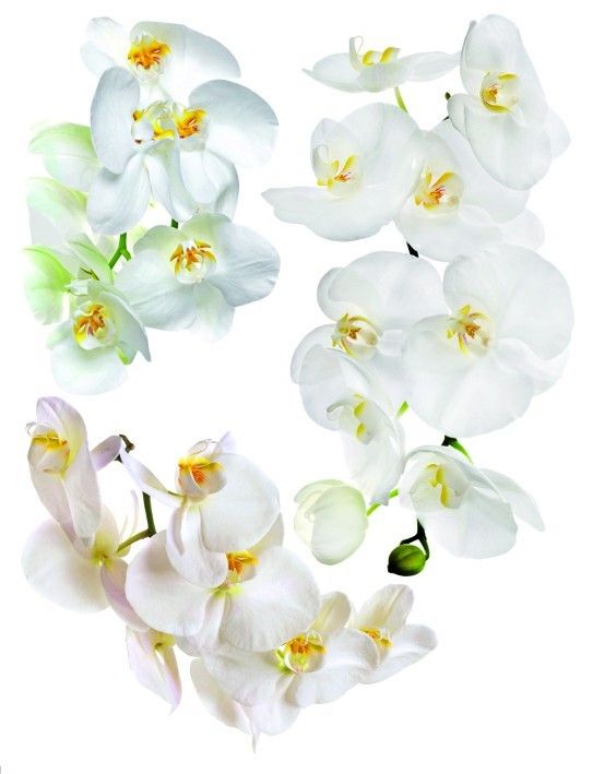 F 1068 AG Design Samolepiace dekorácie - samolepka na stenu - Orchid, veľkosť 65 cm x 85 cm