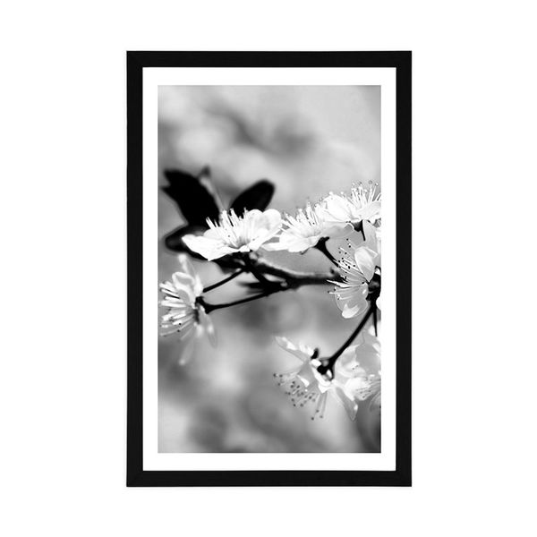 Plagát s paspartou čerešňový kvet v čiernobielom prevedení - 60x90 black
