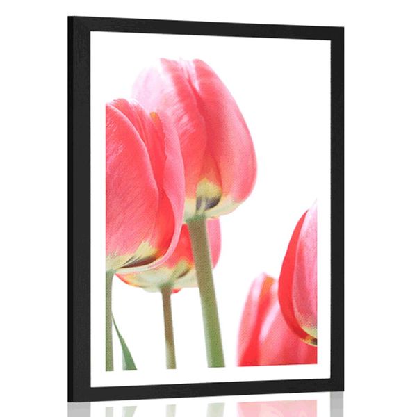 Plagát s paspartou červené poľné tulipány - 20x30 white