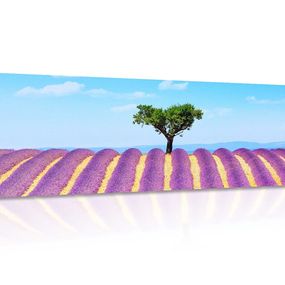 Obraz provensálske levanduľové pole