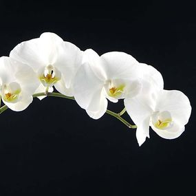 Tapety s kvetmi Biela orchidea 18547 - samolepiaca