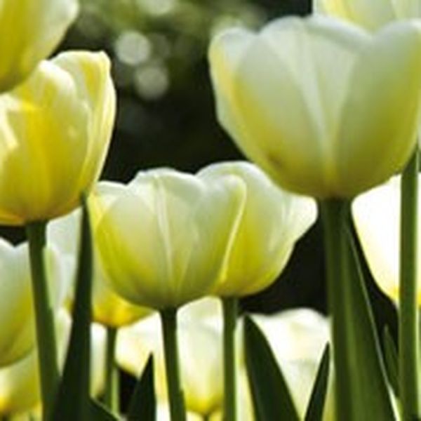 KI-260-009 Fototapeta do kuchyne - White Tulips (Biele tulipány) 260 x 60 cm