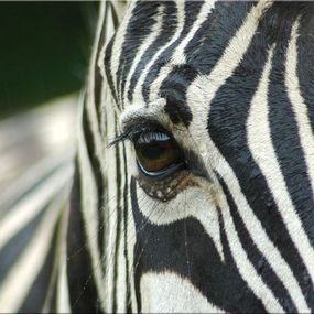 Obraz Zebra zs119