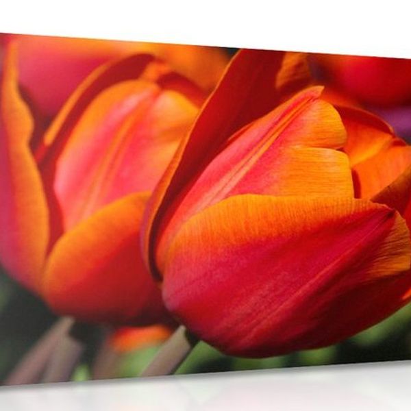 Obraz nádherné tulipány na lúke - 120x80