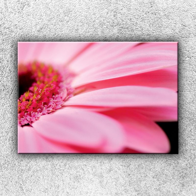 Foto na plátne Ružová gerbera 50x35 cm