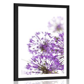 Plagát s paspartou kvitnúce fialové kvety cesnaku - 60x90 black