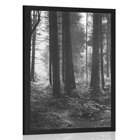 Plagát les zaliaty slnkom v čiernobielom prevedení - 40x60 black