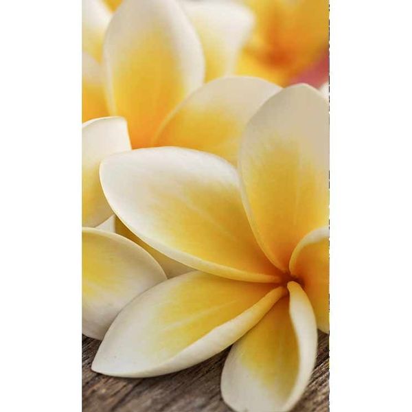 MS-2-0140 Vliesová obrazová fototapeta Plumeria, veľkosť 150 x 250 cm