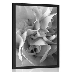 Plagát lupienky karafiátu v čiernobielom prevedení - 40x60 black