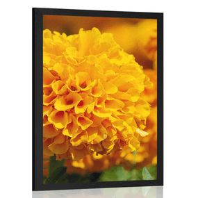 Plagát aztécky nechtík - 40x60 black