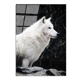 Sklenený obraz 70x100 cm White Wolf - Wallity