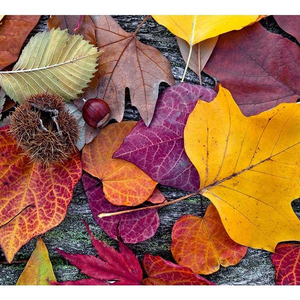 MS-5-0112 Vliesová obrazová fototapeta Autumn Leaves, veľkosť 375 x 250 cm
