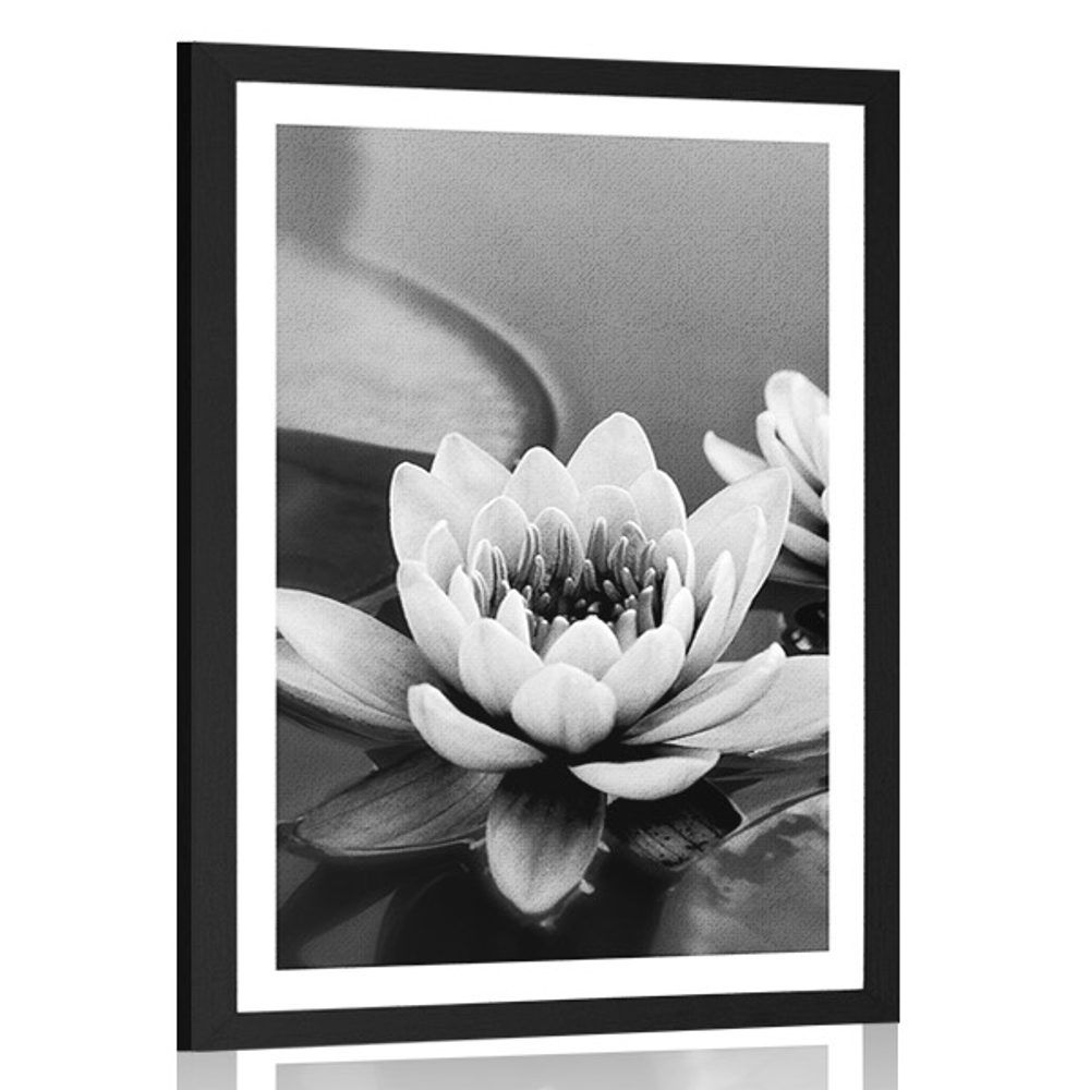 Plagát s paspartou lotosový kvet v jazere v čiernobielom prevedení