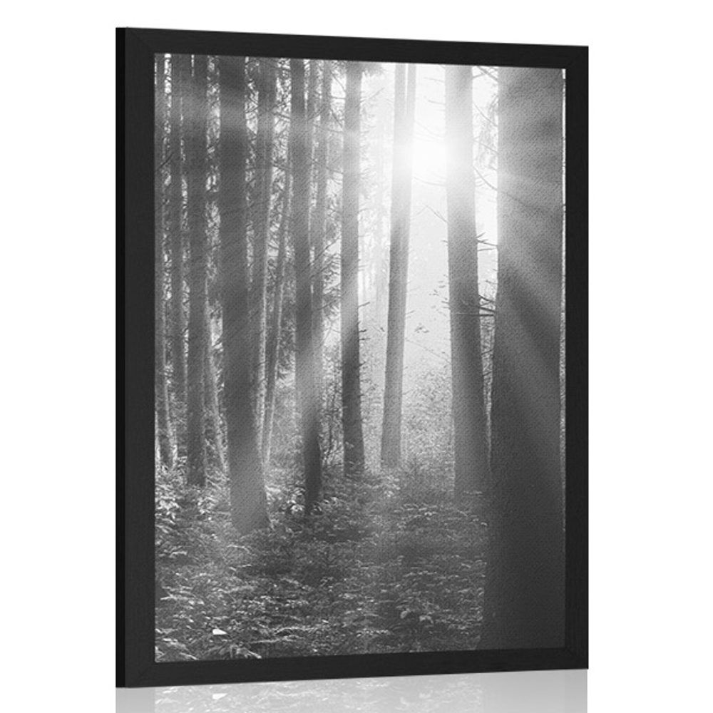 Plagát východ slnka v lese v čiernobielom prevedení - 30x45 black