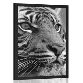 Plagát bengálsky tiger v čiernobielom prevedení - 30x45 black