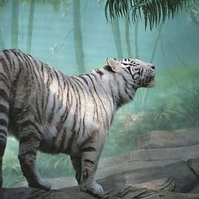 Fototapeta Tiger 5377 - samolepiaca