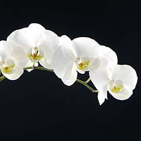 Obraz Biela Orchidea zs18547