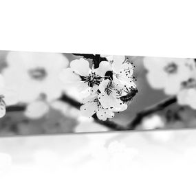 Obraz kvety stromu v jarnom období v čiernobielom prevedení