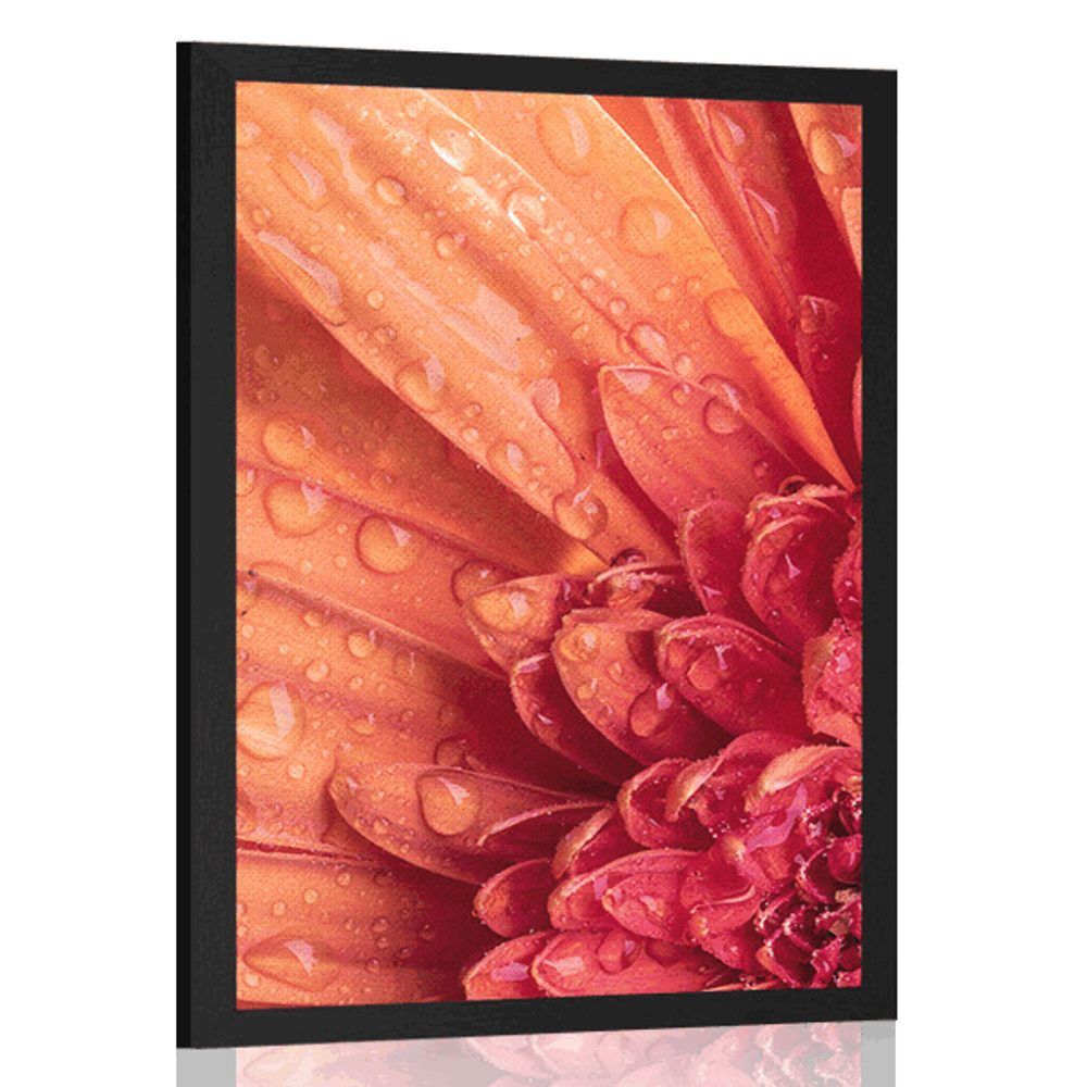 Plagát oranžová gerbera s kvapkami vody - 60x90 black