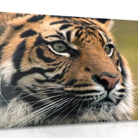 Obraz bengálsky tiger