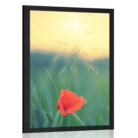 Plagát vlčí mak v tráve - 60x90 black