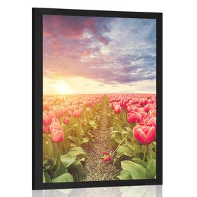 Plagát východ slnka nad lúkou s tulipánmi - 40x60 white