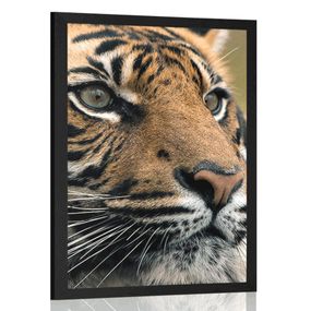 Plagát bengálsky tiger - 40x60 black