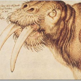 Albrecht Dürer - Head of a walrus Obraz zs16534