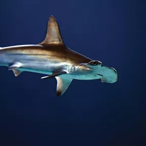 Žralok fototapeta FX3456