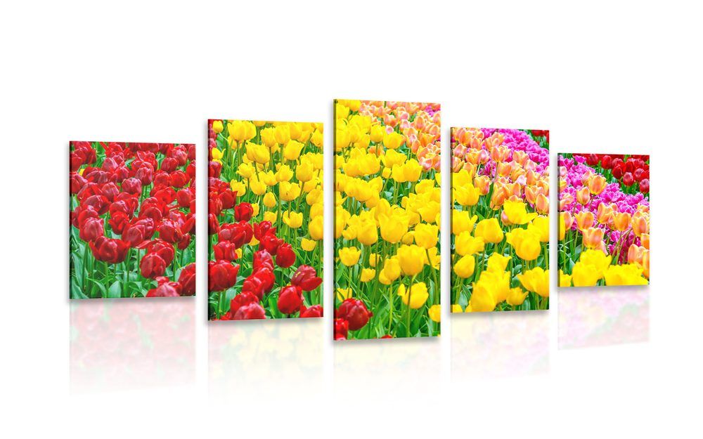 5-dielny obraz záhrada plná tulipánov