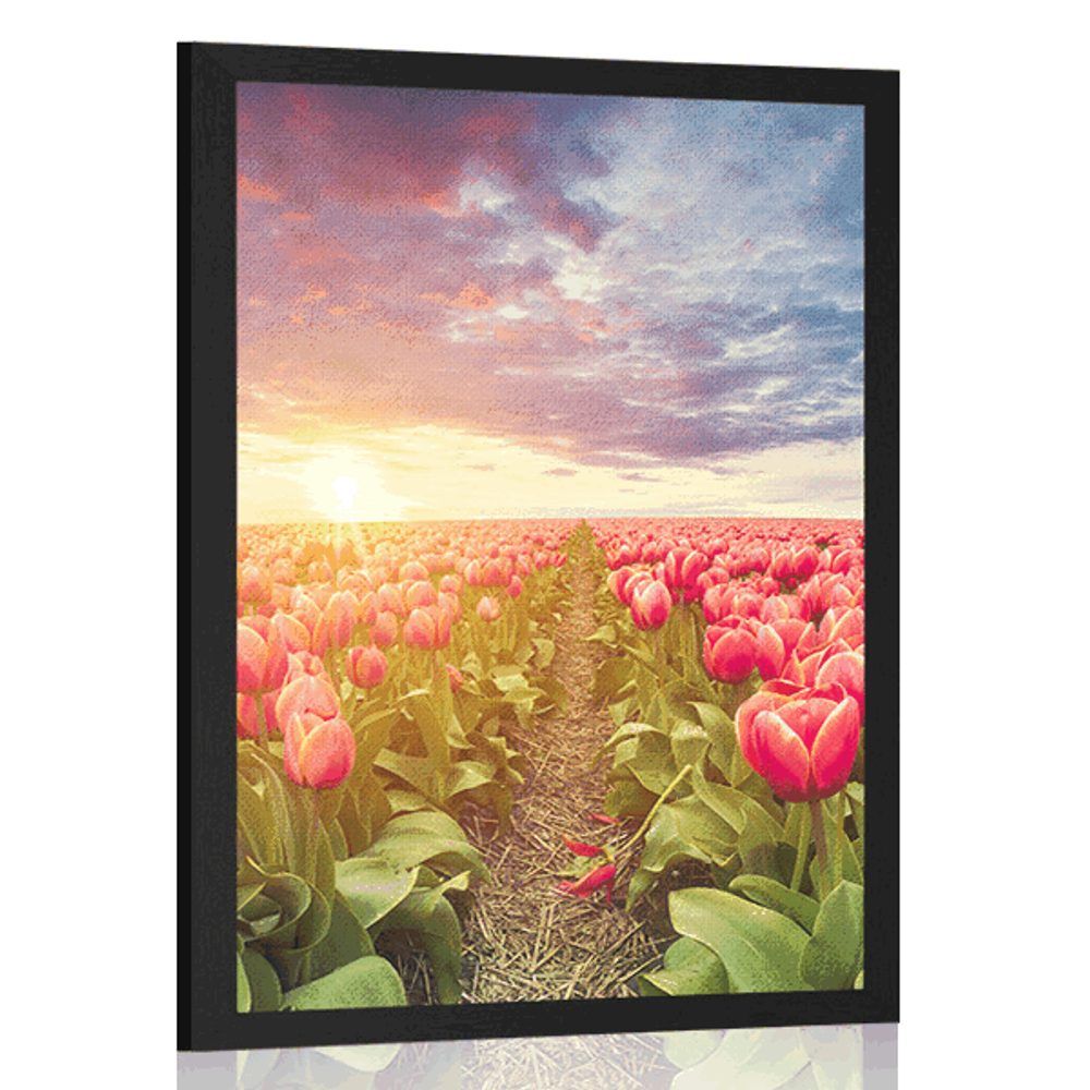 Plagát východ slnka nad lúkou s tulipánmi - 30x45 black