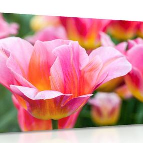 Obraz lúka ružových tulipánov