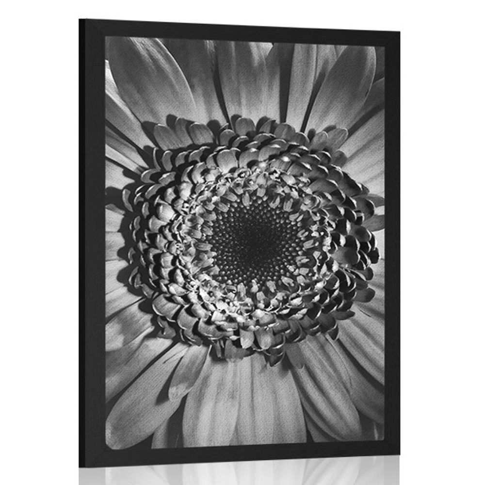 Plagát čiernobiela gerbera - 30x45 black