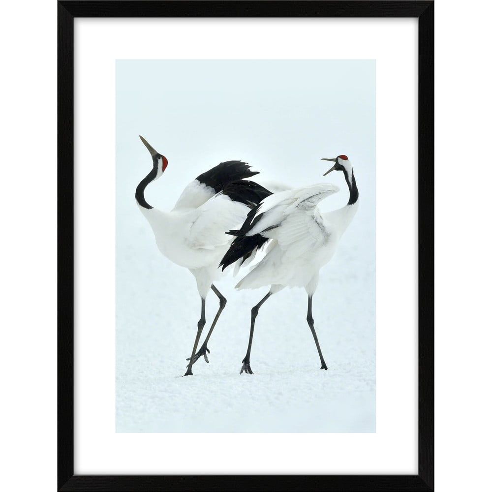 Plagát 30x40 cm Dancing Herons - knor