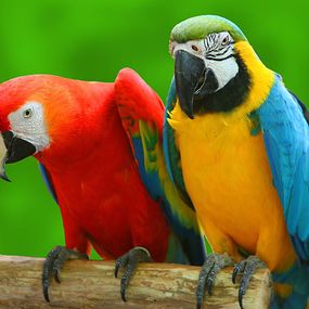 Fototapety s papagájmi 3163 - samolepiaca